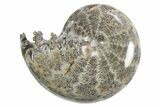 Polished Ammonite (Phylloceras) Fossil - Madagascar #297080-1